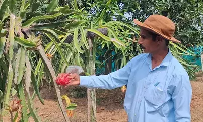 ड्रैगन फ्रूट की खेती से किसानों को हो रहा अच्छा मुनाफा: सांबा ड्रैगन फ्रूट की खेती से किसानों को हो रहा अच्छा मुनाफा: सांबा