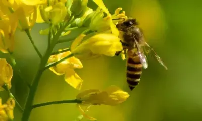 मध्य प्रदेश : देवास में जवारा विसर्जन के दौरान मधुमक्खियों का हमला, 20 से अधिक घायल मध्य प्रदेश : देवास में जवारा विसर्जन के दौरान मधुमक्खियों का हमला, 20 से अधिक घायल