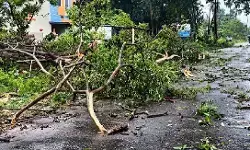 चक्रवात अर्नब का असर: आंध्र प्रदेश में पेड़ उखड़े, ओडिशा में 30 हजार से ज्यादा लोग सुरक्षित स्थानों पर पहुंचाए गए