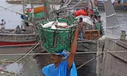 बांग्लादेश में हिलसा मछली पकड़ने पर लगी रोक हटी बांग्लादेश में हिलसा मछली पकड़ने पर लगी रोक हटी
